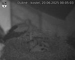 Capi_Dubne_20250620_000503.jpg