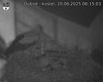 Capi_Dubne_20250620_001503.jpg