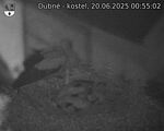 Capi_Dubne_20250620_005502.jpg