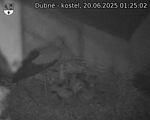 Capi_Dubne_20250620_012502.jpg