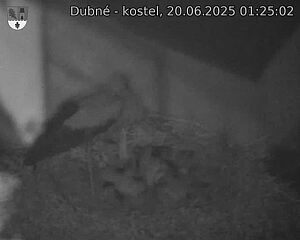 Capi_Dubne_20250620_012502.jpg (1350 x 1080)