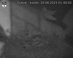 Capi_Dubne_20250620_014002.jpg