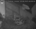 Capi_Dubne_20250620_040002.jpg