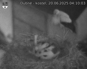 Capi_Dubne_20250620_041003.jpg (1350 x 1080)