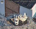 Capi_Dubne_20250620_060503.jpg