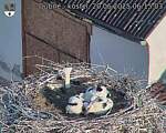 Capi_Dubne_20250620_061503.jpg