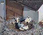 Capi_Dubne_20250620_070003.jpg