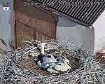 Capi_Dubne_20250620_070503.jpg