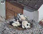Capi_Dubne_20250620_073503.jpg