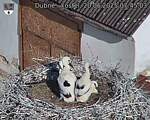 Capi_Dubne_20250620_074503.jpg