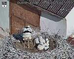 Capi_Dubne_20250620_075503.jpg
