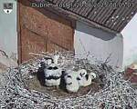 Capi_Dubne_20250620_080503.jpg