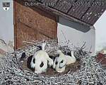 Capi_Dubne_20250620_082503.jpg