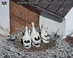 Capi_Dubne_20250620_085503.jpg