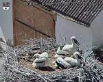 Capi_Dubne_20250620_152503.jpg