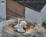 Capi_Dubne_20250620_192502.jpg