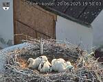 Capi_Dubne_20250620_195003.jpg