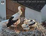 Capi_Dubne_20250620_200503.jpg