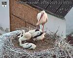 Capi_Dubne_20250620_210503.jpg