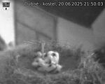 Capi_Dubne_20250620_215003.jpg