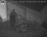 Capi_Dubne_20250620_234003.jpg