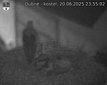 Capi_Dubne_20250620_235502.jpg
