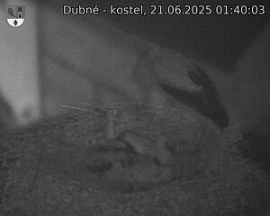 Capi_Dubne_20250621_014003.jpg (1350 x 1080)