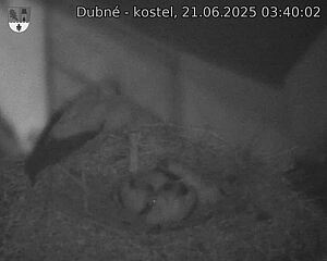 Capi_Dubne_20250621_034002.jpg (1350 x 1080)