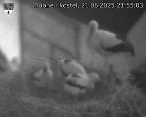 Capi_Dubne_20250621_215503.jpg (1350 x 1080)