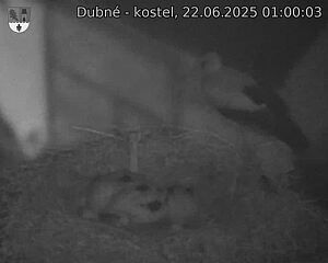 Capi_Dubne_20250622_010003.jpg (1350 x 1080)