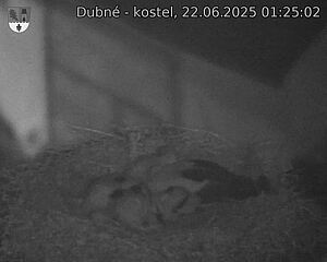 Capi_Dubne_20250622_012502.jpg (1350 x 1080)