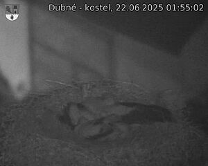 Capi_Dubne_20250622_015502.jpg (1350 x 1080)