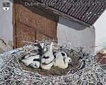 Capi_Dubne_20250622_074503.jpg
