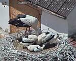 Capi_Dubne_20250622_140002.jpg