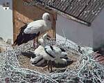 Capi_Dubne_20250622_141003.jpg