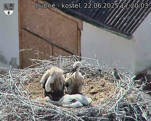 Capi_Dubne_20250622_172003.jpg (1350 x 1080)