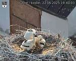 Capi_Dubne_20250622_194003.jpg