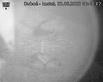 Capi_Dubne_20250623_004002.jpg