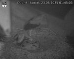 Capi_Dubne_20250623_014503.jpg