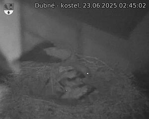 Capi_Dubne_20250623_024502.jpg (1350 x 1080)