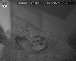 Capi_Dubne_20250623_032003.jpg