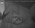 Capi_Dubne_20250623_035003.jpg