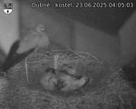 Capi_Dubne_20250623_040503.jpg