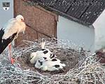 Capi_Dubne_20250623_045002.jpg