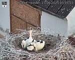 Capi_Dubne_20250623_050503.jpg