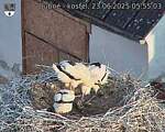 Capi_Dubne_20250623_055503.jpg