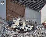 Capi_Dubne_20250623_064003.jpg