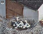 Capi_Dubne_20250623_065003.jpg