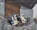 Capi_Dubne_20250623_071503.jpg