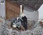 Capi_Dubne_20250623_073003.jpg